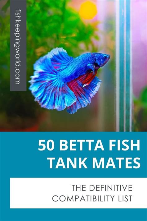 betta fish tank mates|50 Betta Fish Tank Mates: Compatibility List .